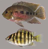 Image result for Spoilt Tilapia Fish