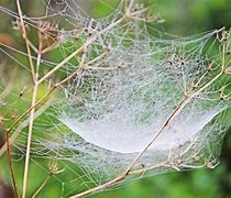 Image result for Spider Web Dew