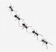 Image result for Translucent Ants