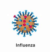 Image result for Influenza Virus Picture