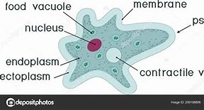 Image result for Amoeba Food Vacuole