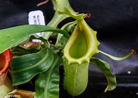 Image result for Nepenthes Burkei X Veitchii