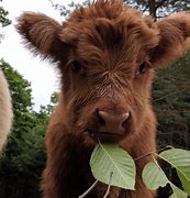 Image result for Baby Bell Cow