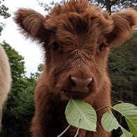 Image result for Calf Baby Cow