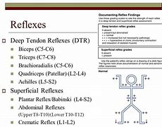 Image result for Reflexes 2