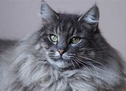 Image result for Cat Has Long Whiskers