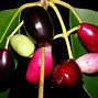 Image result for Black Plum Fruit