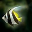 Image result for Black Angelfish Saltwater