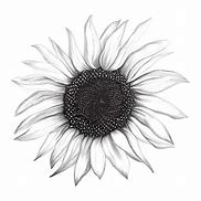 Image result for Sunflower Smile Graphic