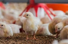 Image result for Poultry Pictues