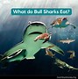 Image result for Bull Shark Eating