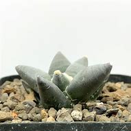 Image result for Ariocarpus Retusa