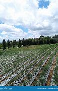 Image result for Chilli Plantation