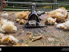 Image result for Clippers for Sheering Sheep