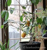 Image result for Dwarf Lemon Tree Indoor