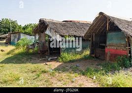 Image result for Palm Thatch Roof