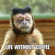 Image result for Funny Memes About Coffee