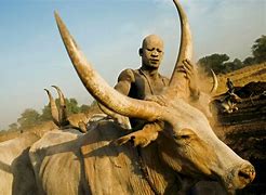 Image result for Sudan Cows