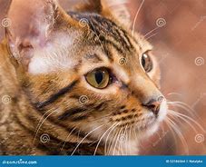 Image result for Brown Mackerel Tabby Kitten