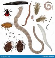 Image result for Human Parasites