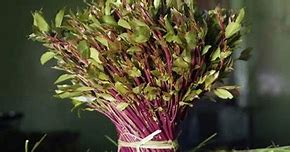 Image result for Miraa Plant