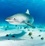 Image result for Tiger Shark Toys