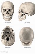 Image result for Human Skull in All Angles 3D