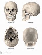 Image result for Human Skull Anatomy 3D