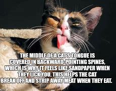 Image result for Cat Tongue Meme