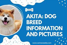 Image result for Akita AKC