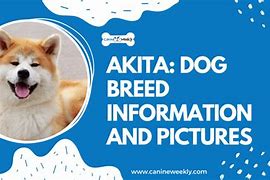 Image result for Akita AKC