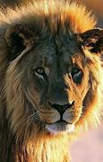 Image result for Lion HD 1080P