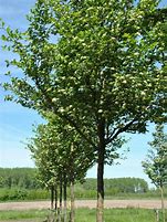 Image result for Crataegus Persimilis