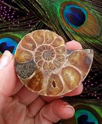 Image result for Ammonite Spiral