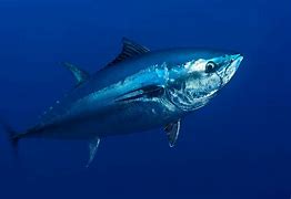 Image result for Bluefin Fish