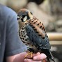 Image result for Kestrel