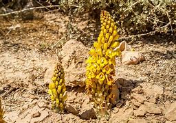 Image result for Desert Hyacinth