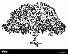 Image result for Line Drawn Tree