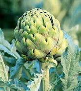 Image result for Globe Artichoke