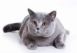 Image result for Fat Cat White Background