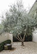 Image result for Olive Tree Landscape Design