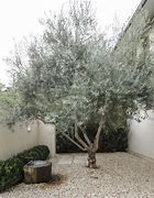 Image result for Olive Tree Modern Garden