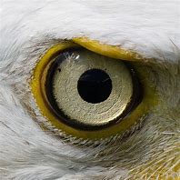 Image result for Blda Eagle Eye