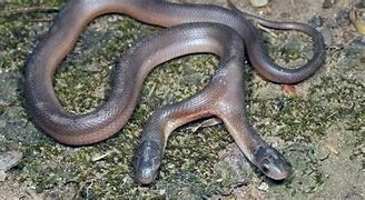 Image result for 2-Headed Snake