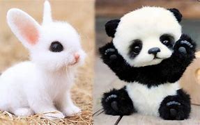 Image result for Uiuuiu Cute