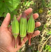 Image result for Okra Black People