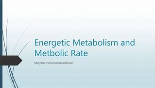 Image result for Define Metabolic Rate