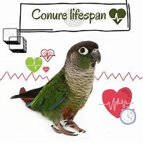 Image result for Conure