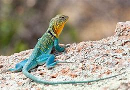 Image result for Male Lizard