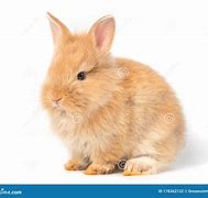 Image result for Baby Brown Rabbit